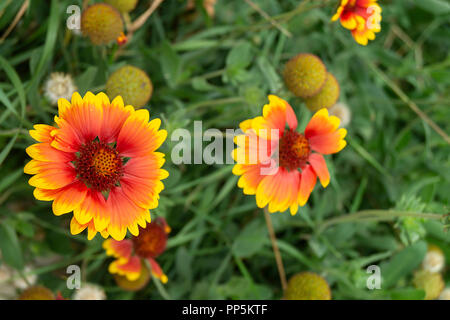 Solar Blume Helianthus wächst im Garten auf Hintergrund grün Blatt Stockfoto