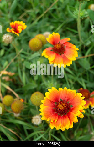 Solar Blume Helianthus wächst im Garten auf Hintergrund grün Blatt Stockfoto