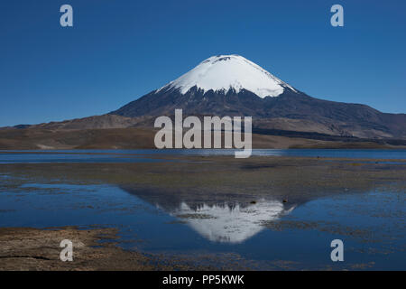 Die schneebedeckten Vulkan Parinacota, 6,324 m hoch, im See Chungara auf dem Altiplano im Norden von Chile wider. Stockfoto