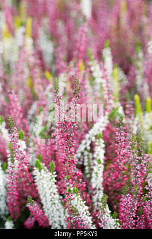 Calluna vulgaris 'Beauty Damen Blumen. Stockfoto