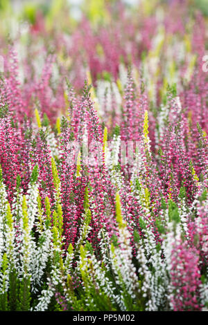 Calluna vulgaris 'Beauty Damen Blumen. Stockfoto