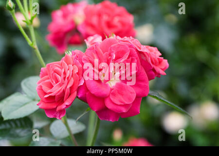 Rosa 'Perfekt' Blumen. Stockfoto