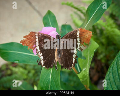 Eine Rusty-Tipped Seite Schmetterling auf ein Blatt, Siproeta epaphus in einer Schmetterlingsfarm in die Botanischen Gärten von St Andrews, Fife, Schottland. Stockfoto