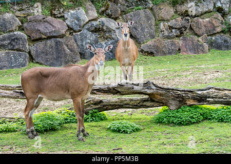Nilgai/blau Stier (Boselaphus tragocamelus) größte asiatische Antilopen und ist endemisch auf der Indien Stockfoto