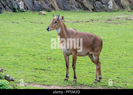 Nilgai/blau Stier (Boselaphus tragocamelus) größte asiatische Antilopen und ist endemisch auf der Indien Stockfoto