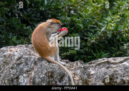 Husarenaffe/Wadi Monkey/hussar Monkey (Erythrocebus patas), beheimatet in West- und Ostafrika, das Essen der Frucht auf Felsen Stockfoto