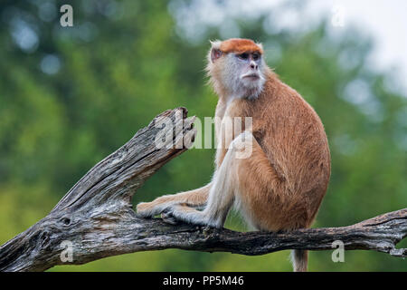 Husarenaffe/Wadi Monkey/hussar Monkey (Erythrocebus patas) in West- und Ostafrika Stockfoto