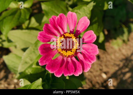 Violett-rosa Zinnia in der Sonne, im Garten wachsen Stockfoto