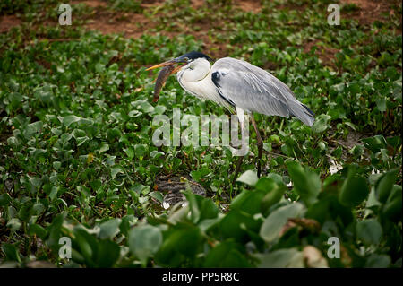 Cocoi Graureiher (Ardea cocoi) Fütterung auf Fisch, das Pantanal, Mato Grosso, Brasilien Stockfoto