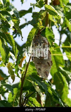 Gemeinsame Papier (Wespe Feldwespe exclamans) und Nest auf einem Kaktus, San Juan Cosala, Jalisco, Mexiko Stockfoto