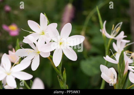 Hesperantha coccinea 'Pink Princess' Blumen. Stockfoto