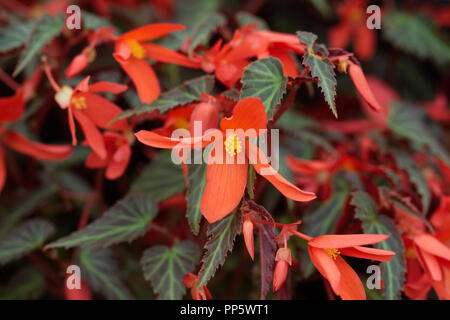 Rot Begonia Blumen. Stockfoto