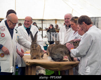 Stokesley Landwirtschaft zeigen 2018 Richter am Arbeitsplatz in Abschnitt 12 Urteilen Continental Riesen kaninchen Stockfoto