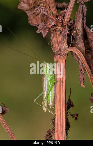 Lange geflügelte Pfeilspitze (Conocephalus Fuscus), Cambridgeshire, England Stockfoto