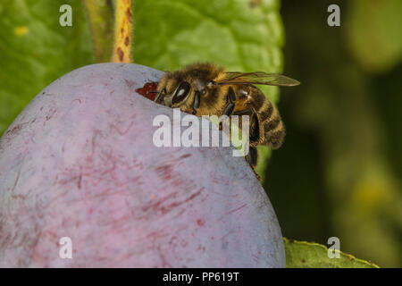 Die westliche Honigbiene (Apis mellifera) Fütterung mit Pflaume, Cambridgeshire, England Stockfoto