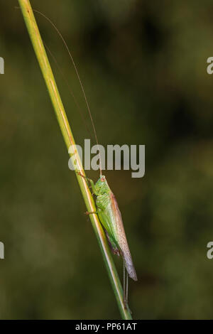 Lange geflügelte Pfeilspitze (Conocephalus Fuscus), Cambridgeshire, England Stockfoto
