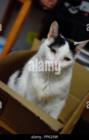 Eine Süße weiße Katze mit schwarzen Flecken posiert für die Kamera wie ein Modell in einem Karton Stockfoto