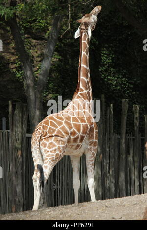 Eine große und schöne Giraffe, Giraffa Camelopardalis, steht in seiner Gegend herum und sucht nach einem Bissen zum Essen. Stockfoto