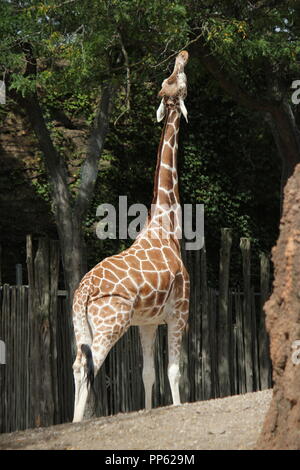 Eine große und schöne Giraffe, Giraffa Camelopardalis, steht in seiner Gegend herum und sucht nach einem Bissen zum Essen. Stockfoto