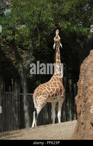 Eine große und schöne Giraffe, Giraffa Camelopardalis, steht in seiner Gegend herum und sucht nach einem Bissen zum Essen. Stockfoto