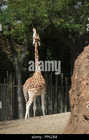 Eine große und schöne Giraffe, Giraffa Camelopardalis, steht in seiner Gegend herum und sucht nach einem Bissen zum Essen. Stockfoto