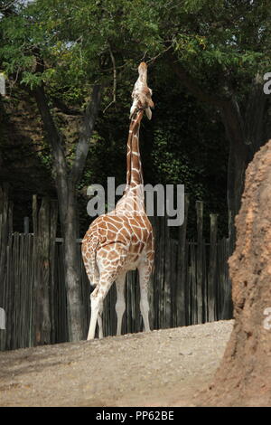 Eine große und schöne Giraffe, Giraffa Camelopardalis, steht in seiner Gegend herum und sucht nach einem Bissen zum Essen. Stockfoto