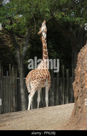 Eine große und schöne Giraffe, Giraffa Camelopardalis, steht in seiner Gegend herum und sucht nach einem Bissen zum Essen. Stockfoto