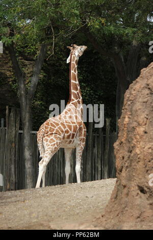 Eine große und schöne Giraffe, Giraffa Camelopardalis, steht in seiner Gegend herum und sucht nach einem Bissen zum Essen. Stockfoto