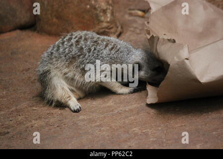 Ein süßer Erdmännchen, Suricata suricatta, S. suricatta, der in seiner Gegend spielt und in eine Papiertüte schaut. Stockfoto