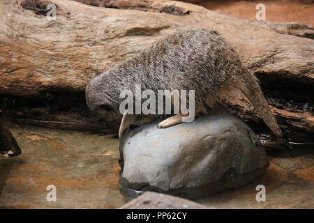 Ein süßer Erdmännchen, Suricata suricatta, S. suricatta, der um das Wasser spielt und auf einem Felsen sitzt. Stockfoto