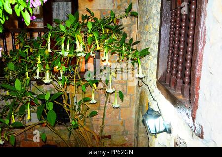 Blumen in der Nacht beleuchtet mit einer Fee - Licht Stockfoto