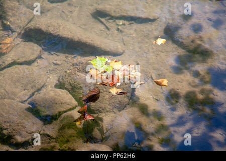 Ein Strudel der bunten Blätter schwimmen auf der Oberfläche von klaren Gewässern der Wildcat Zweig stream, Cades Cove, in der Great Smoky Mountains National Park. Stockfoto