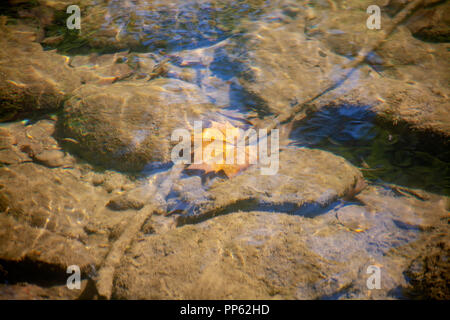 Ein goldenes Blatt liegt in den klaren Gewässern der Wildcat Zweig stream eingetaucht, Cades Cove, in der Great Smoky Mountains National Park. Stockfoto