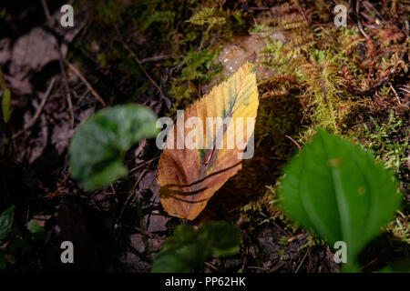 Ein gelbes Blatt liegt zwischen grünen Pflanzen auf dem Waldboden entlang Parsons Branch Road in Cades Cove. Stockfoto