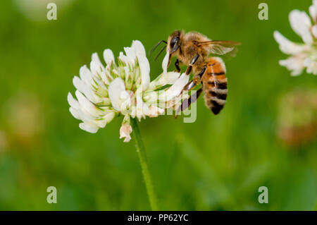 Honigbiene (Apis mellifera) Fütterung auf KLEE (Trifolium sp.) auf einem Rasen in Boise, Idaho, USA Stockfoto