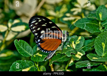 Tarracina longwing (Tithoria tarricina) im Zoo Boise, Idaho fotografiert. Stockfoto