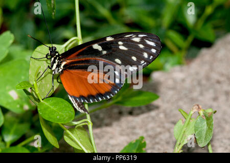 Tarracina longwing Schmetterling (Captive) (Tithoria tarracina) Stockfoto