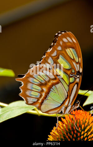 Malachit (Siproeta stelenes) (Captive), reicht vom Süden der USA (südliche Texas und Florida, Kuba, Zentralamerika Südamerika, Brasilien). Stockfoto