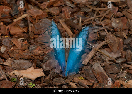 Blaue Morpho butterfly (Captive, Morpho peleides) seine Flügel (Motion Blur) Stockfoto