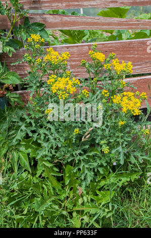 Ragwort Cardamine pratensis wild wachsenden gegen einen Zaun Stockfoto