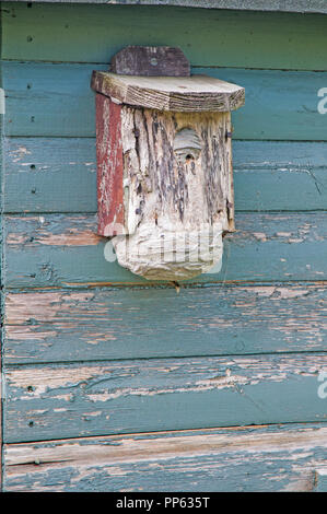 Ein Wespennest in einem Vogel, auf der Seite von einem Gartenhaus auf Zuteilung Website gebaut. Ein wasp Nest unten eingeben Stockfoto