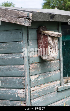 Ein Wespennest in einem Vogel, auf der Seite von einem Gartenhaus auf Zuteilung Website gebaut. Stockfoto