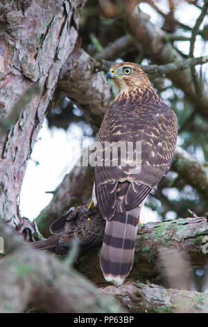 Cooper's hawk mit Raub, Taube Stockfoto