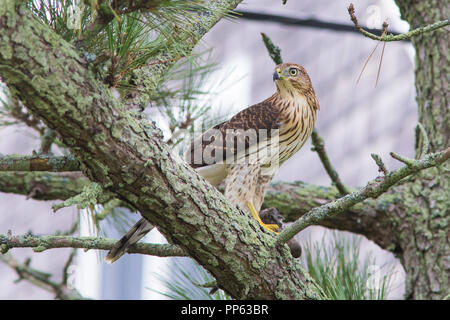 Cooper's hawk mit Raub, Taube Stockfoto