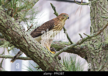 Cooper's hawk mit Raub, Taube Stockfoto