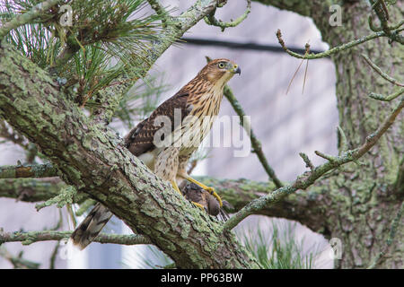 Cooper's hawk mit Raub, Taube Stockfoto