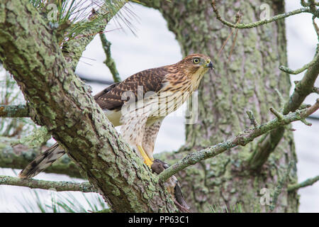 Cooper's hawk mit Raub, Taube Stockfoto