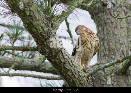 Cooper's hawk mit Raub, Taube Stockfoto