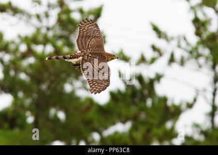 Cooper's hawk mit Raub, Taube Stockfoto