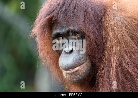 Orang-utan (Pongo pygmaeus), Porträt, Nahaufnahme, Borneo, Indonesien. Stockfoto
